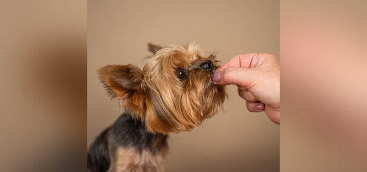 Picky eater dog, enjoying a Petibles' supplement.