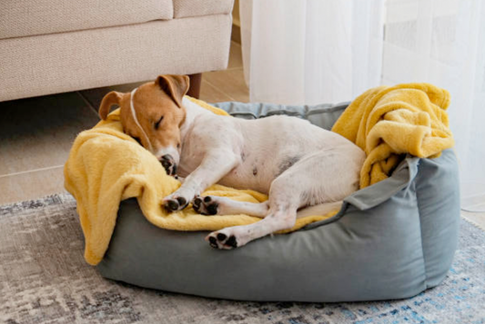 Terrier resting in a dog bed hinting that he had taken calming supplements