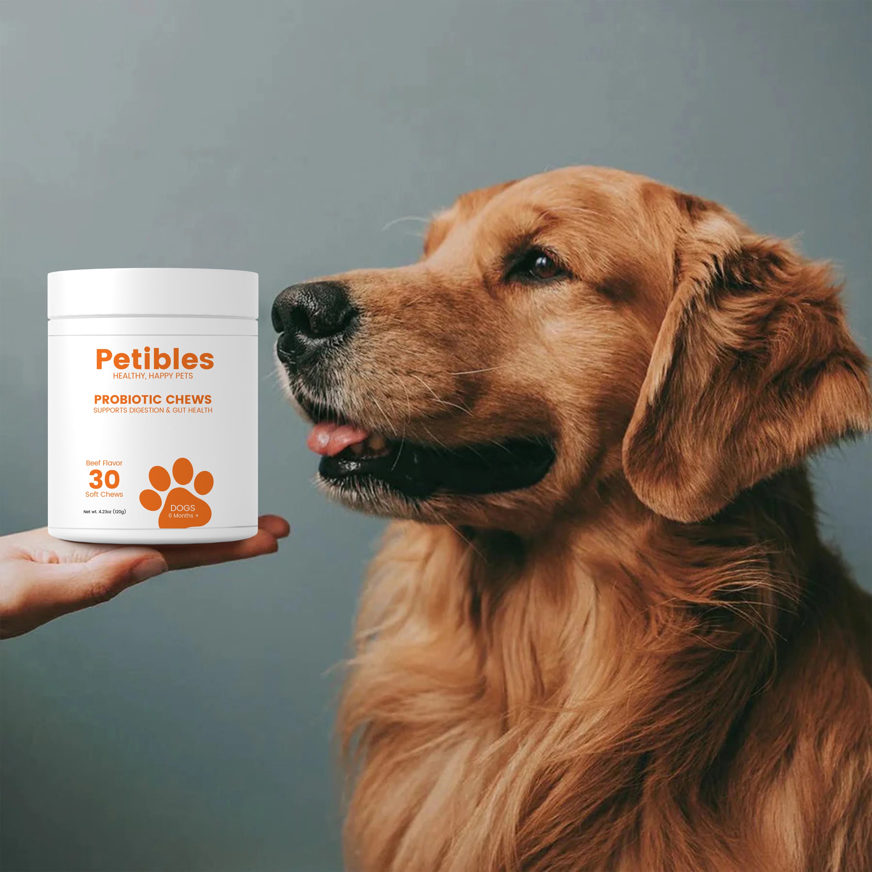Golden retriever looking at a container of probiotic chews.