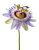 Passion Flower
